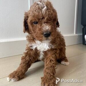 Labradoodle puppies with Papers | PostAds PH