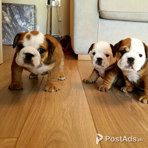 English bulldog puppies with Papers | PostAds PH