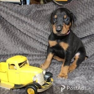Doberman Pinscher puppies with Papers | PostAds PH