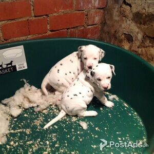 Dalmatian Puppies with Papers | PostAds PH