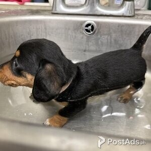 Miniature Dachshund pupswith Papers | PostAds PH
