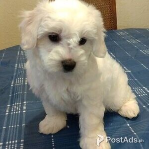 cotton de Tulear puppies with Papers | PostAds PH