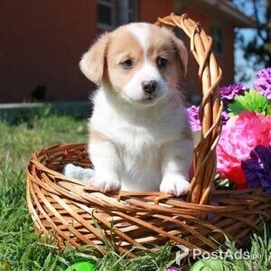 Welsh Corgi Pembroke puppies with Papers | PostAds PH