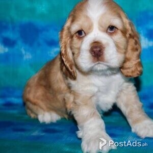 Cocker Spaniels with Papers | PostAds PH