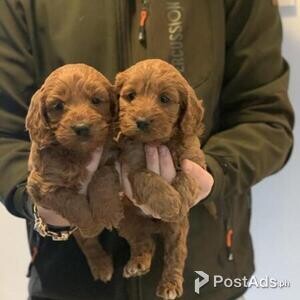 Cockapoo puppy with Papers | PostAds PH