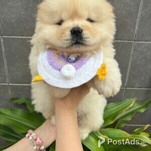 Chow Chow Puppies with Papers | PostAds PH