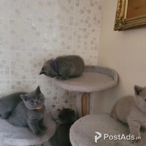 purebed british shorthair kittens | PostAds PH