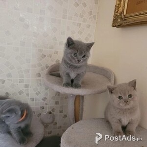playful and active Bsh kittens | PostAds PH