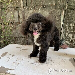 Toy Poodle Black Male Puppy | PostAds PH