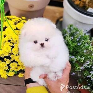 Cute white Pomeranian Puppies | PostAds PH
