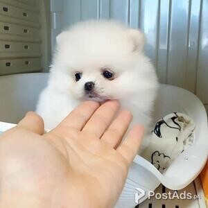 Pomeranian puppies available! | PostAds PH