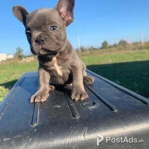 Lovely French Bulldog puppies with pcci reg | PostAds PH