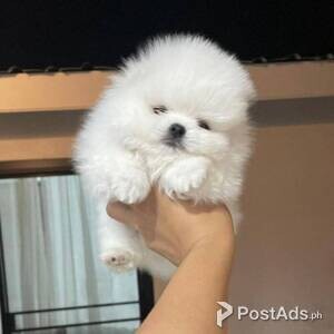 Teacup Pomeranian puppies with pcci | PostAds PH