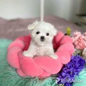 Teacup Maltese puppies comes with pcci | PostAds PH