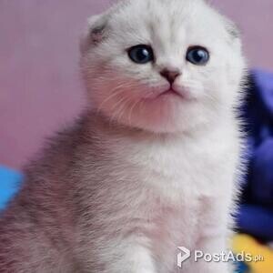 Scottish fold kittens | PostAds PH