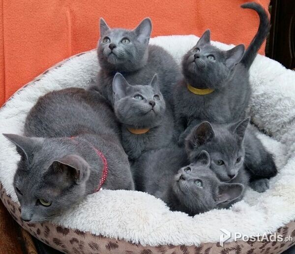 Russian blue kitten (12 weeks old)