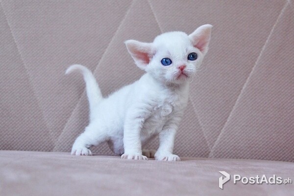 Devon Rex Kittens (12 weeks old)