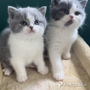 British Long Hair Kittens (12 weeks old) | PostAds PH