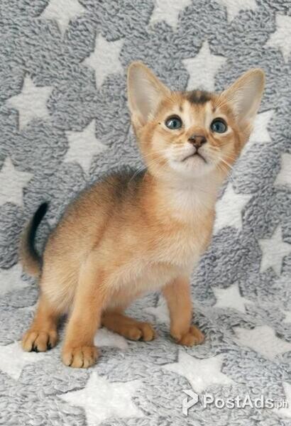 Abyssinian Kittens (12 weeks old) 
