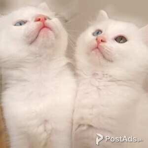 American Shorthair Kittens (12 weeks old) | PostAds PH