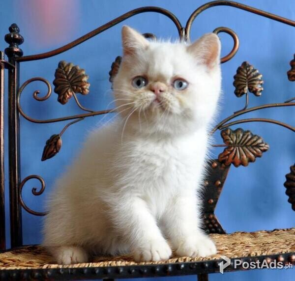 Exotic Kittens (12 weeks old)