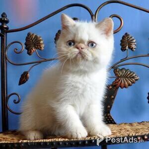 Exotic Kittens (12 weeks old) | PostAds PH