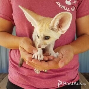 Sweet young fennec foxes (9 weeks old) | PostAds PH