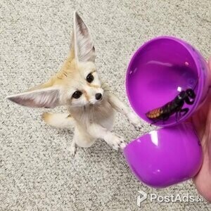 Sweet Fennec foxes (9 weeks old) | PostAds PH
