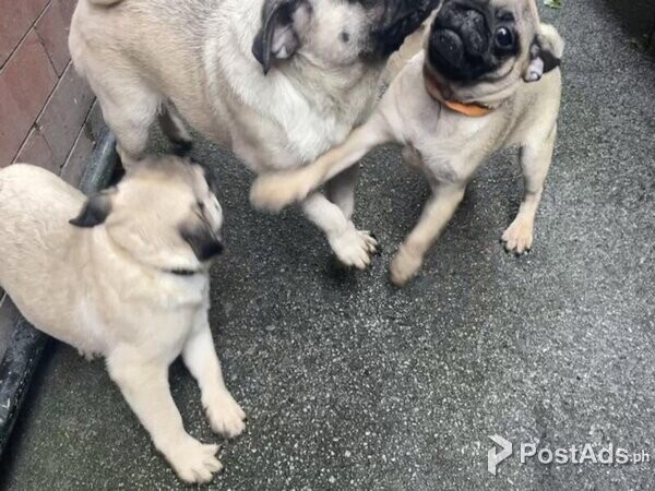 Pug Puppies Ready To Go Now!