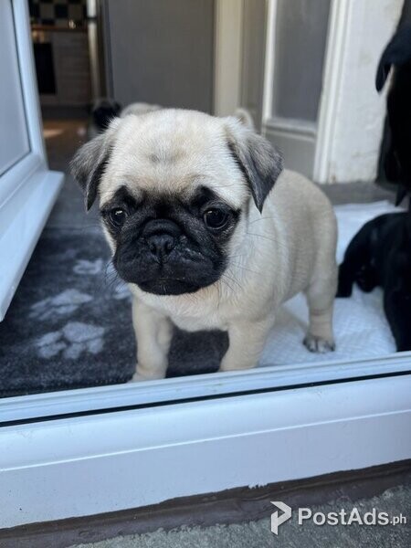 Chunky pug puppies ready to find their forever home’s