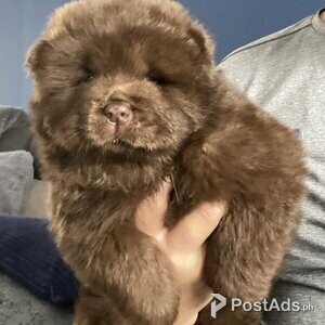 8 Week old Chocolate Chow Chow puppies | PostAds PH