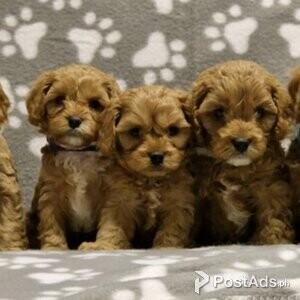 Fully health tested F1 Cavapoos fox red | PostAds PH