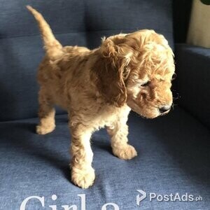 Gorgeous Red Cavapoo FB1 puppies | PostAds PH