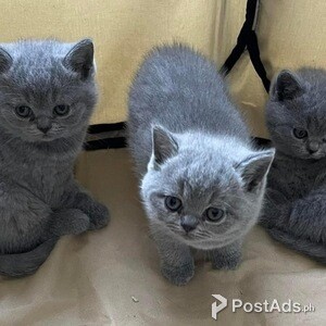 Blue British shorthair kittens | PostAds PH