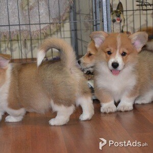 Corgi puppies for sale | PostAds PH