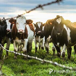 grandmaster the best cattle feed | PostAds PH