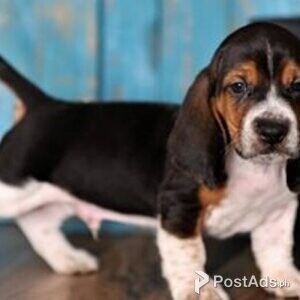 basset hound puppies | PostAds PH