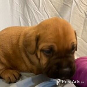 bull mastiff | PostAds PH