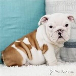 bulldog puppies | PostAds PH