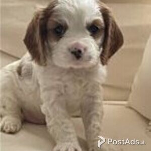 cavalier king charles spaniel | PostAds PH