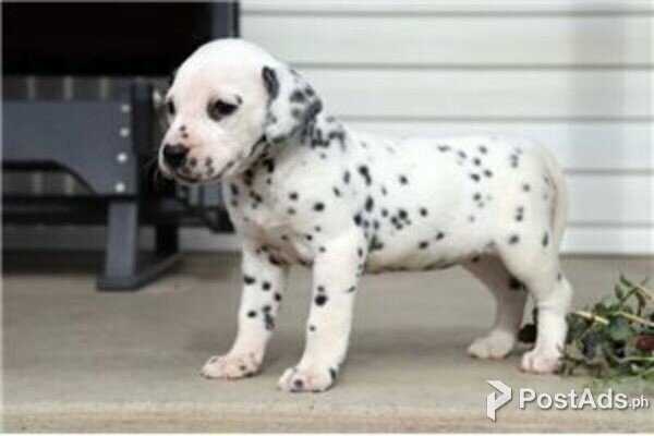 dalmatian puppies