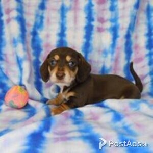 dachschund puppies | PostAds PH
