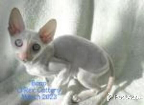 cornish rex