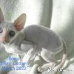 cornish rex | PostAds PH