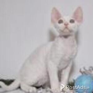 devon rex | PostAds PH