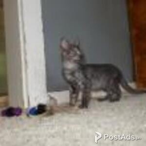 egyptian mau | PostAds PH