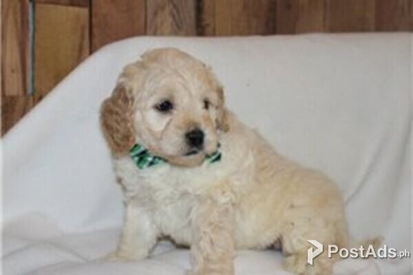 golden cocker retriever puppy