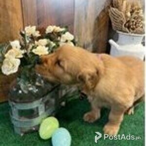 golden retriever puppy | PostAds PH