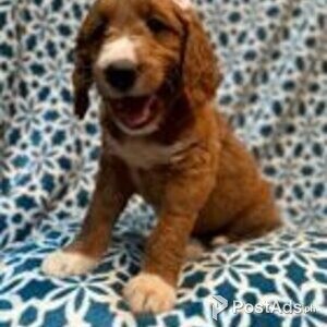 goldendoodle puppies | PostAds PH