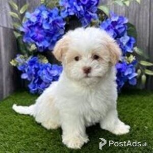 havanese puppies | PostAds PH